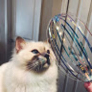 Meet your Posher, Allison